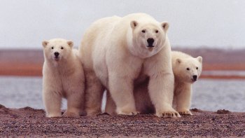 Le photographe Vincent Munier a exposé une série de photos sur les ours au Jardin des Plantes. 
Il lui  fallu plusieurs années pour découvrir l'univers des ours polaires dans l'Arctique canadien et des ours bruns de l'Europe de l'Est. Le flou des photos est dû à la neige.