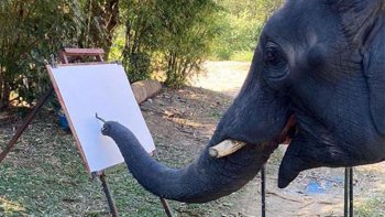 C'est une vidéo qui à été prise d'un éléphant de 4 ans nommé Suda peignant une photo d'elle-même au joueur ou dans le camp d'éléphants de Maetaeng à Chiang Mai, en Thaïllande. ! ------ Suivi par l'orchestre Alain MANHES : " LES TROIS CABALLEROS" tourné à l'Auberge du Vieux Pont de Palmas en Aveyron. !
