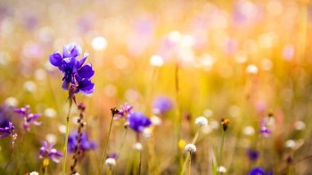 C'est aujourd'hui le printemps ! un printemps silencieux,  dans une vie largement ralentie et minée par un infiniment petit intrus... mais la nature est toujours là, présente à nos côtés, ne l'oublions pas... dans ses plus humbles floraisons : les fleurs des champs....