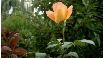 la dernière  rose,en  sa  beauté,  prolonge  encore le souvenir  de  l'été,  et celui du  parfum  des beaux  jours envolés.........