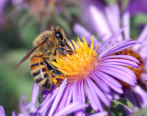 Résultat de recherche d'images pour "abeille fleur"